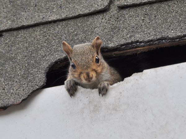 Phoenix Wildlife Removal