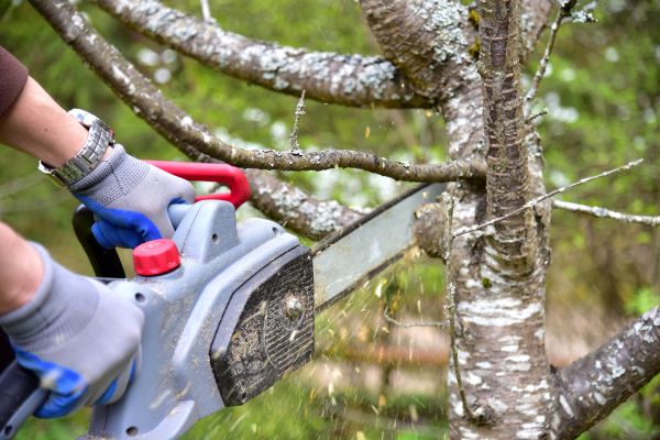 Phoenix Tree Trimming