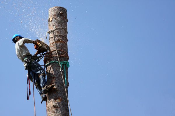 Phoenix Tree Removal